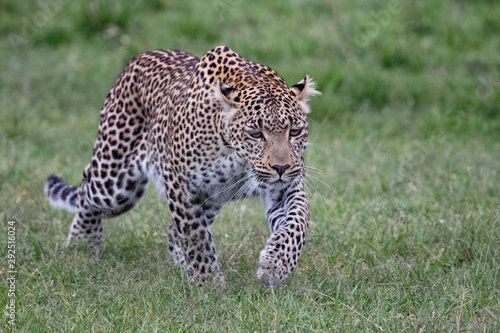 walking Leopard in Masai Mara