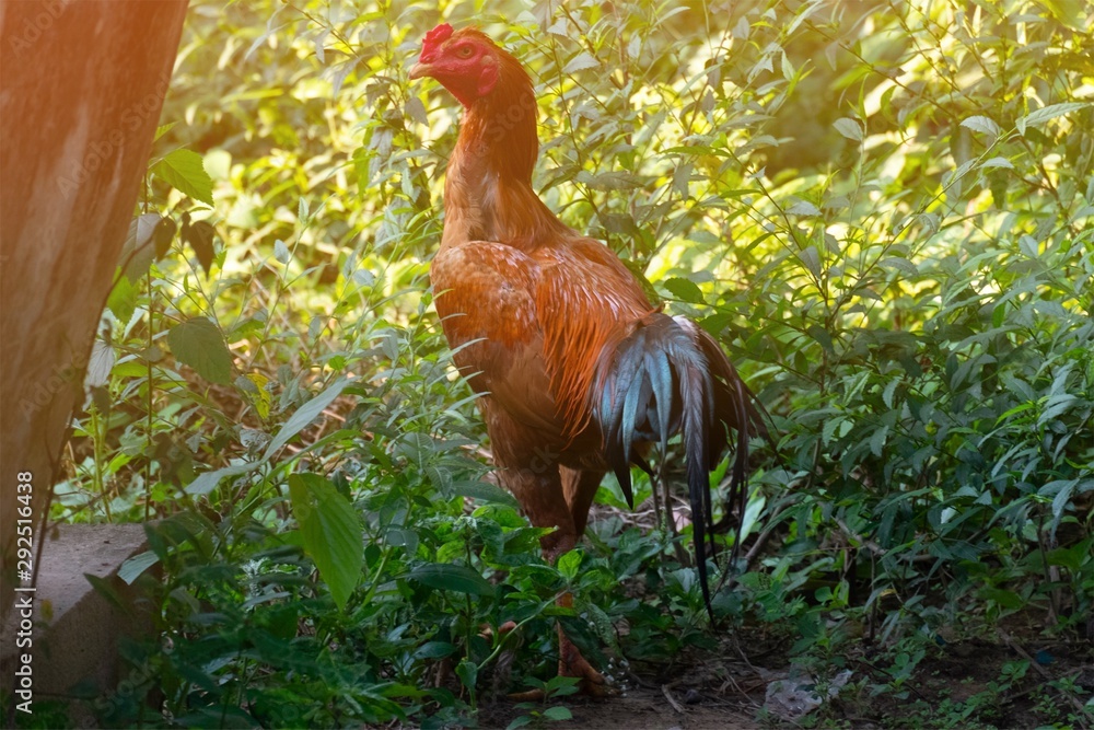 Fototapeta premium chicken searching for food in the garden.