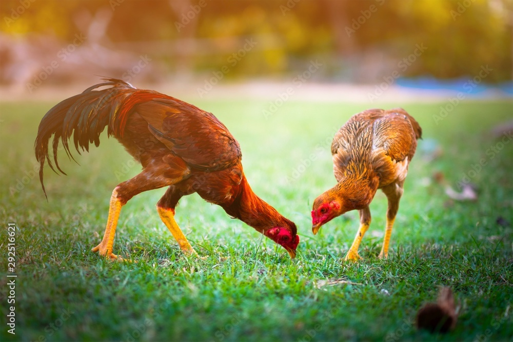 Fototapeta premium Two chickens are searching for food in the garden.