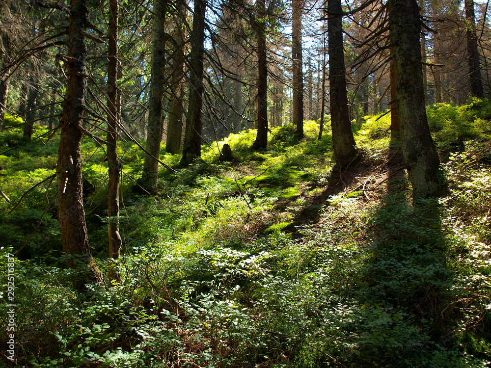 Fototapeta premium Gorce - Carpathians Mountains 