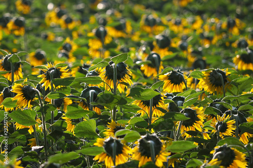 Sunflowers in the North Georgia Mountains