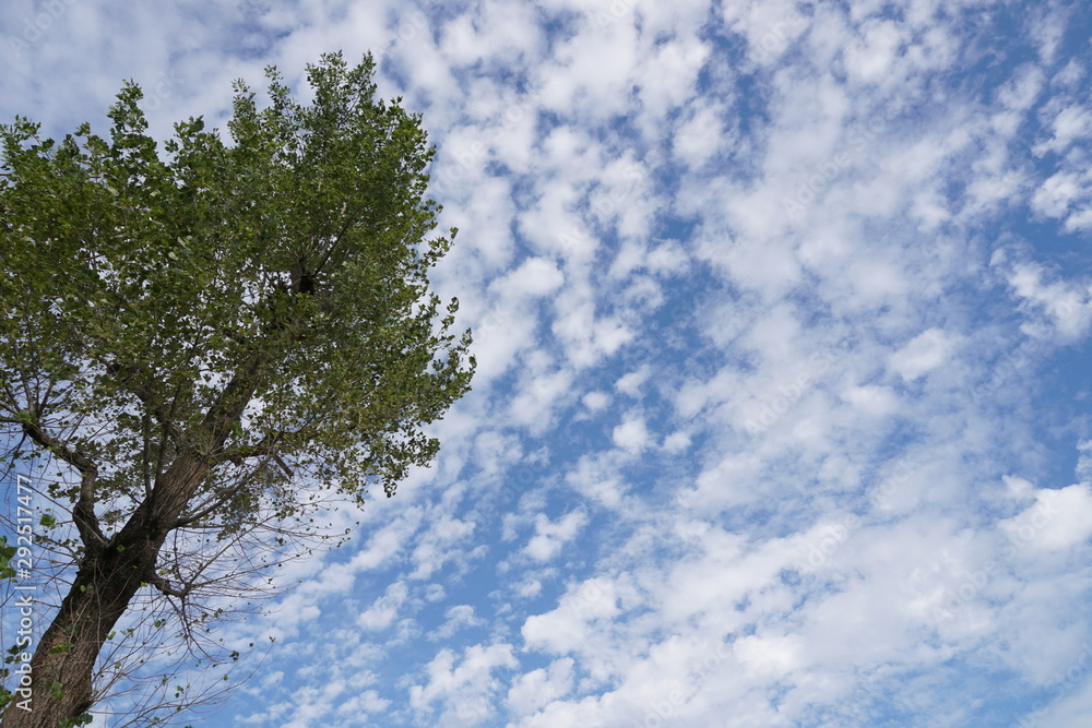 Obraz premium 秋の空