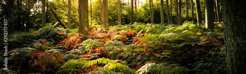 Panoramic of a woodland forest floor in autumn / fall at sunrise with bracken 