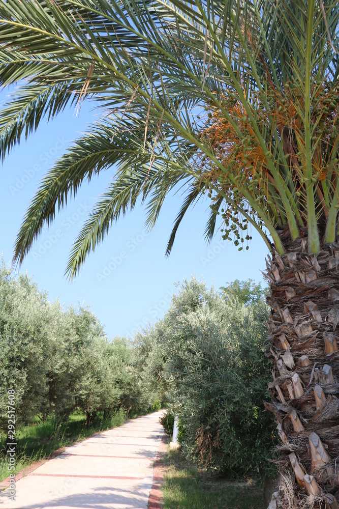 Strandpromenade in Side gesäumt von Palmen und Olivenbäumen