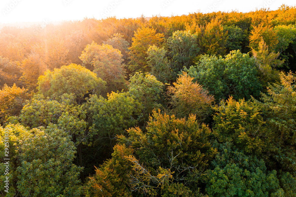 Autumn / fall forest at sunrise shot from the air in the English countryside