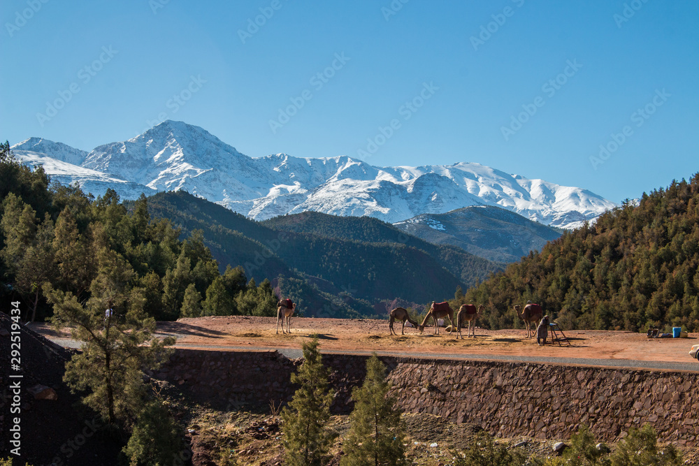 Morocco camel rent mountains sky