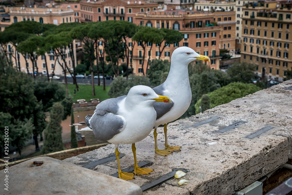 Seagulls in the castle of St. Angel. February, Rome, Italy.