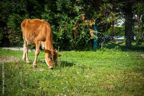 A Brown Young Calf Grazing in a Farm Garden