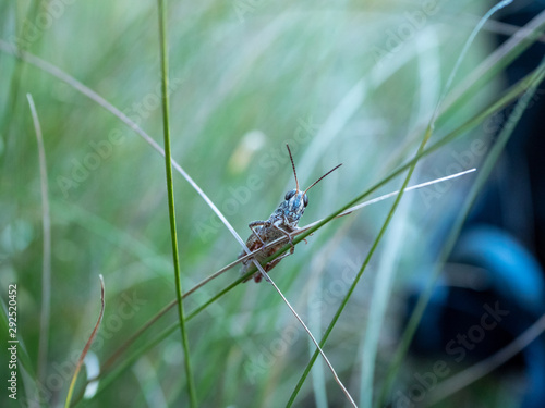 Wallpaper Mural Grasshoppers close up photo. Grasshoppers in summer forest. Torontodigital.ca