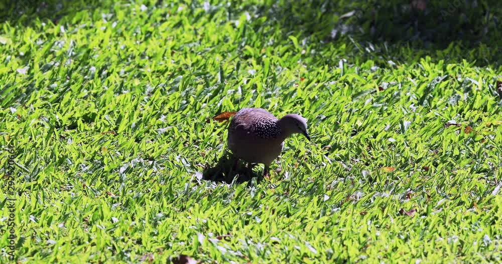 Spotted pigeon feeds on the grass Spotted pigeon feeds on the grass