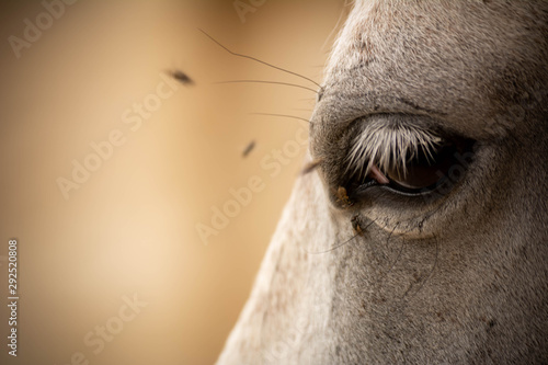 Close Up of Horse Eye Disturbed by Flies on Blurred Background. Copy Space
