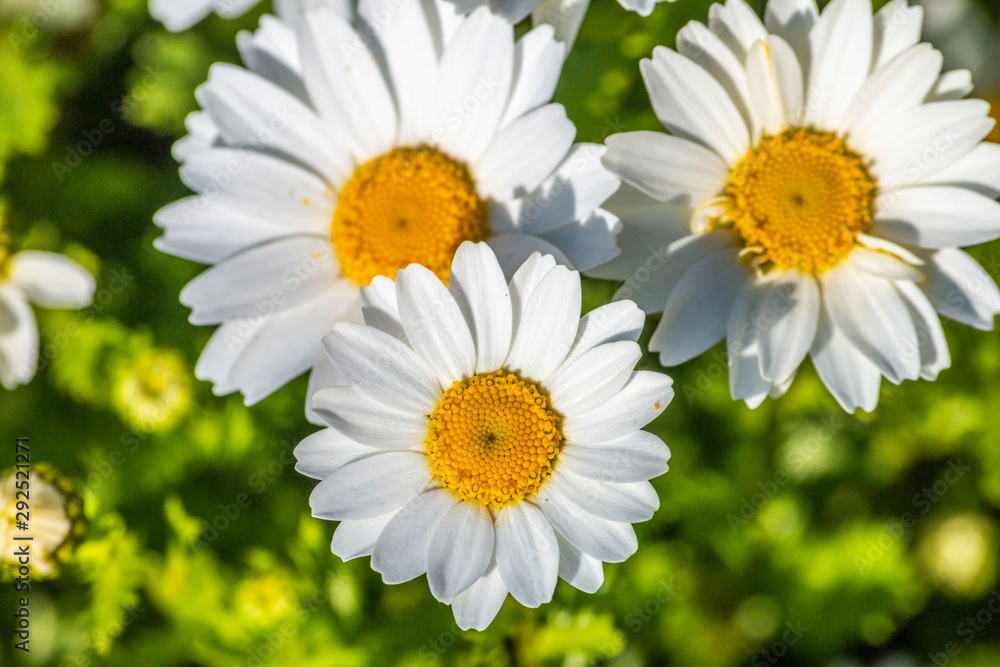 Fototapeta premium Nature White Daisy Flowers