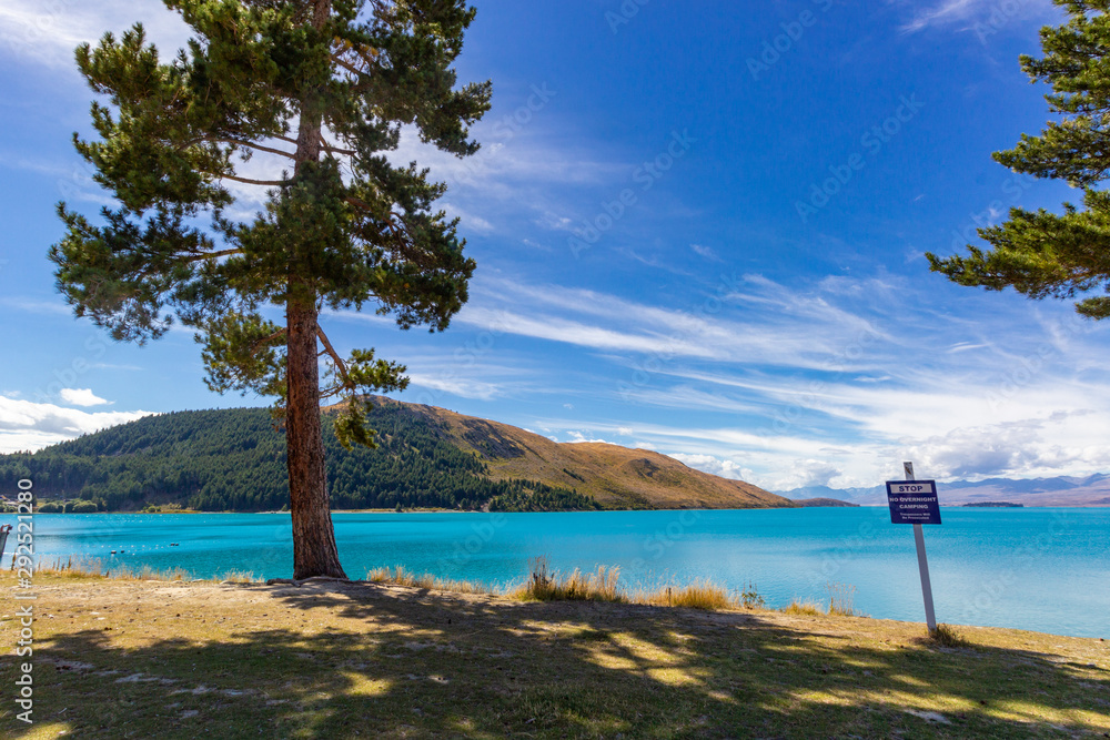 pine trees on lakeside of Tekapo lake, New Zealand