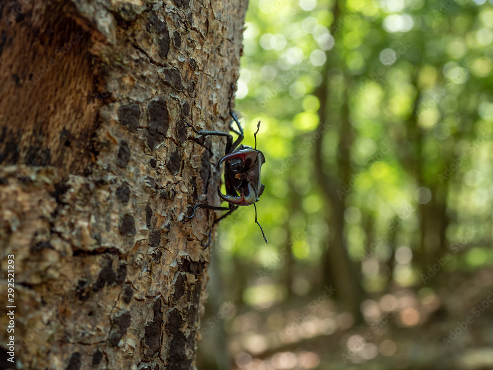 Lucanus cervus on tree. Lucanus cervus closeup photo. Lucanus cervus on tree. Lucanus cervus closeup photo.