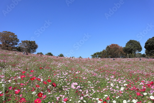 Wallpaper Mural コスモスの風景 Torontodigital.ca