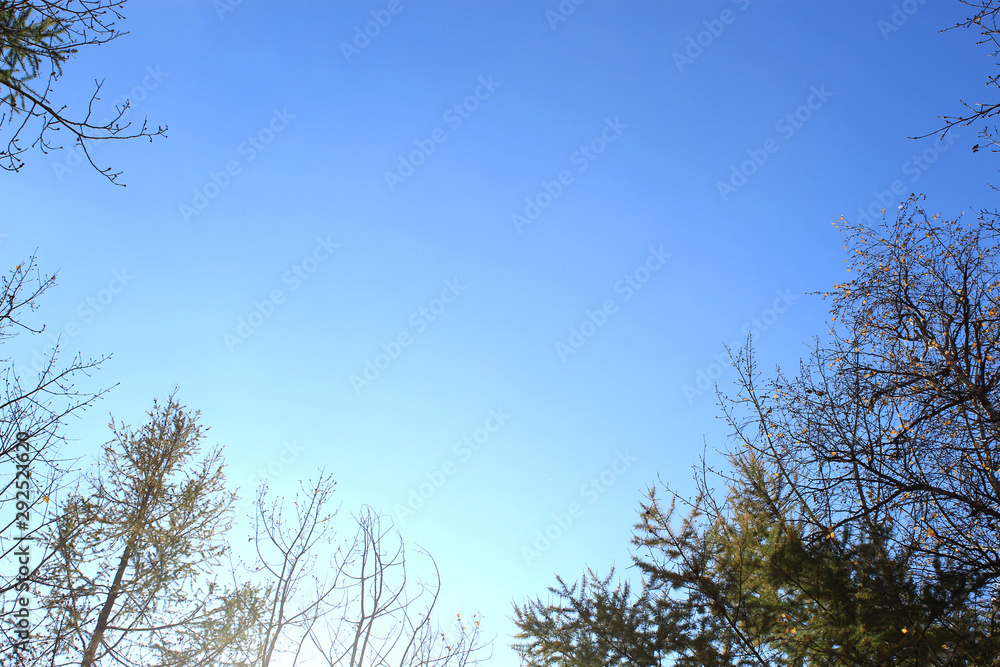The tops of the trees against the blue sky. The tops of the trees against the blue sky.