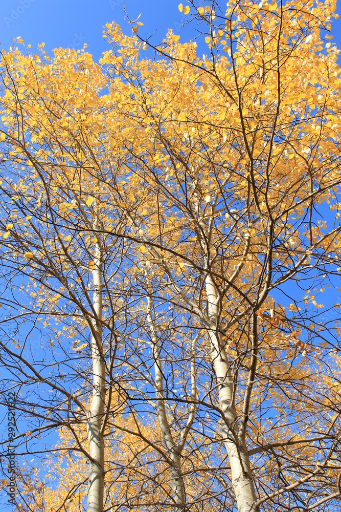 The tops of long birches against the blue sky. The tops of long birches against the blue sky.