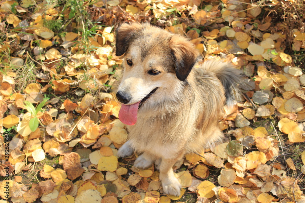  A dog with its tongue sticking out is sitting on the fallen leaves. Autumn.