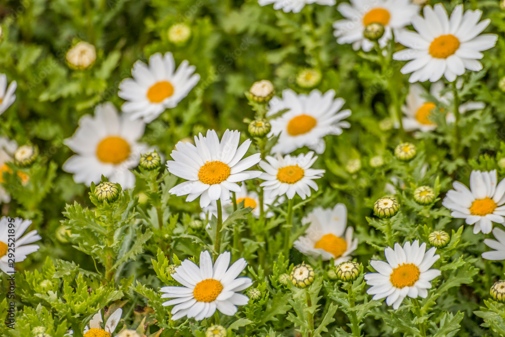 Fototapeta premium Nature White Daisy Flowers