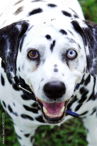 Dalmatian dog