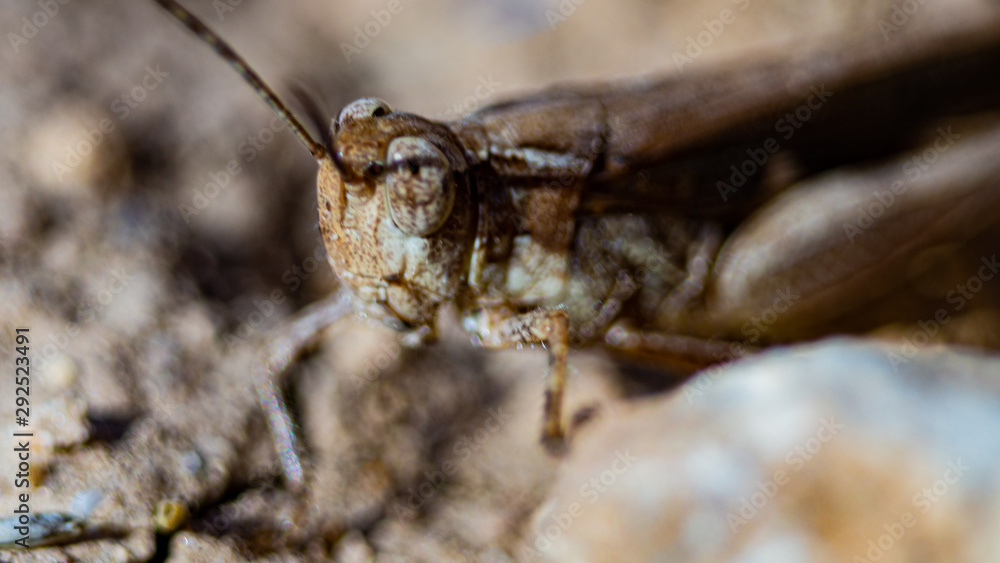 Macro de un saltamontes Macro de un saltamontes