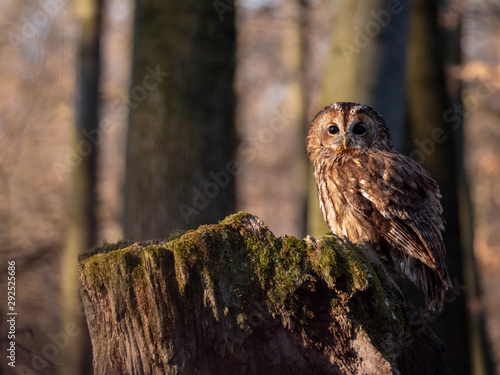 Obraz na płótnie Tawny owl (Strix aluco) in spring forest