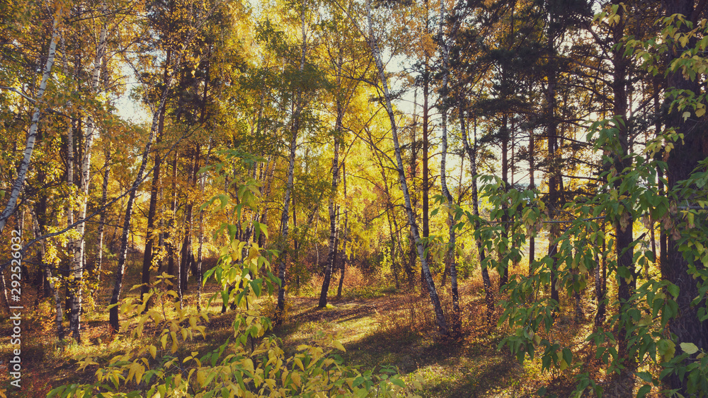 Fototapeta premium Autumn landscape in the park in the sunny day