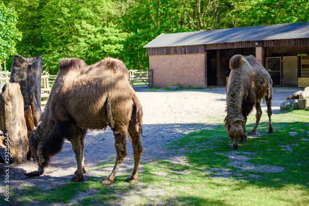 Naklejka premium Image of the camel and th young one taken in park
