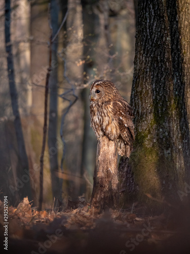 Tawny owl (Strix aluco) in spring forest. Tawny owl sits on tree. Tawny owl and sping background.