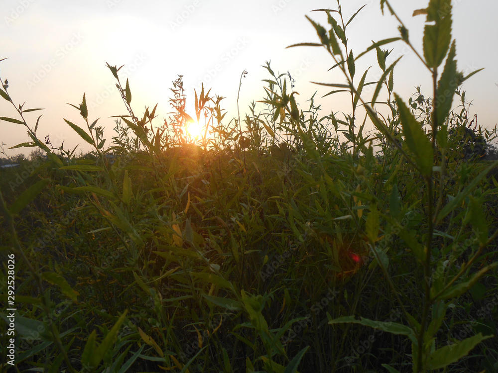 Fototapeta premium tree in field