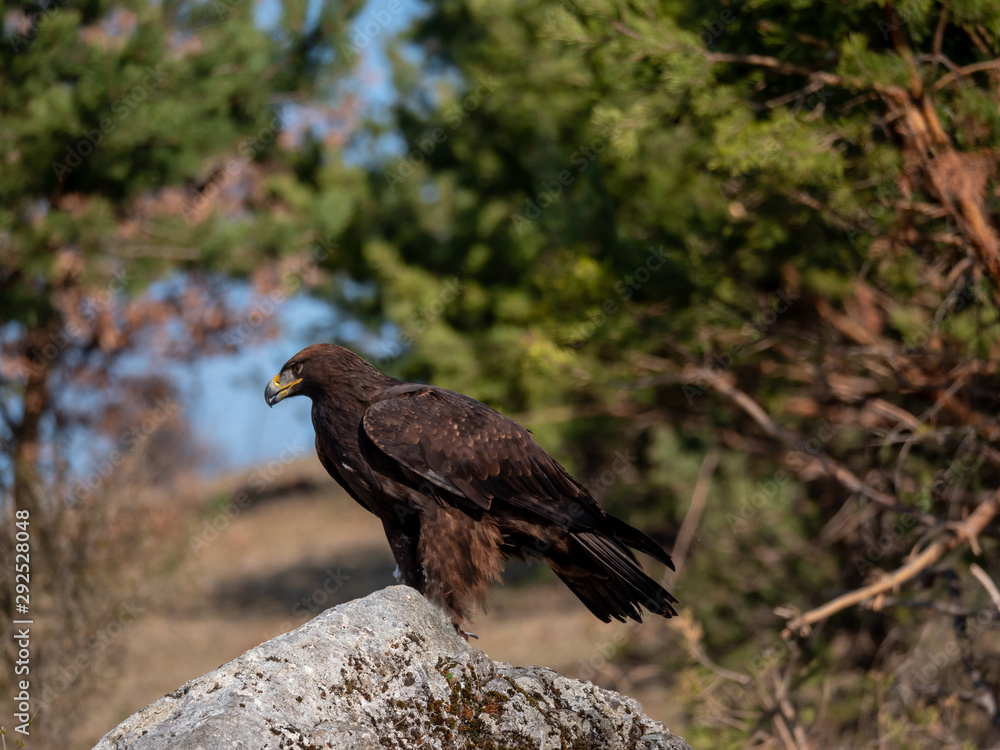 Fototapeta premium Golden eagle (Aquila chrysaetos) on the rock. Golden eagle portrait. Golden eagle sitting on rock. 