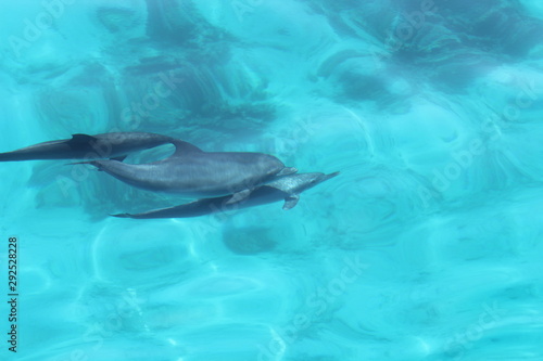group of dolphins with families and babies
