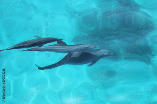 group of dolphins with families and babies