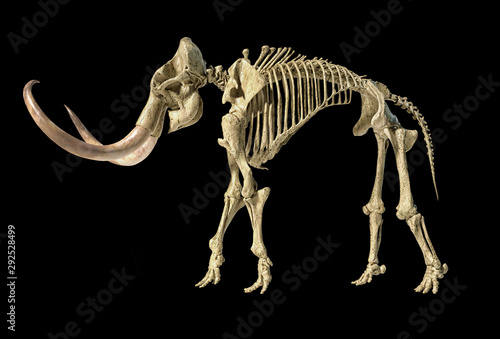 Woolly mammoth skeleton  realistic 3d illustration  side view.