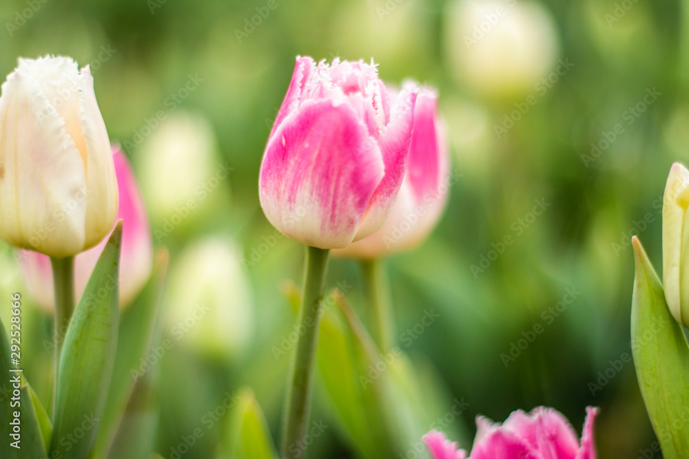 Nature Colorful Tulips Nature Colorful Tulips