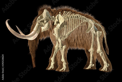 Woolly mammoth with skeleton superimposed, viewed from a side.
