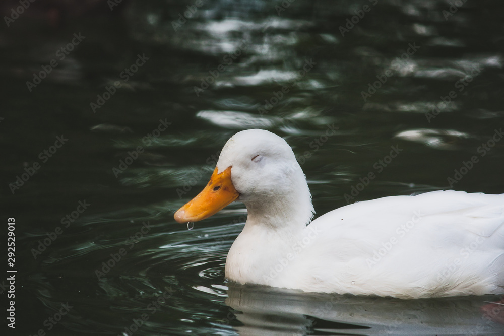 Cute white duck floating on a green lake