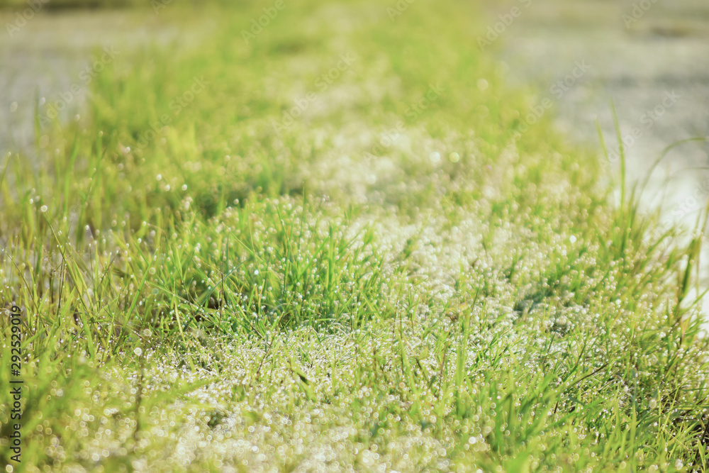 Blurred fresh green grass field in the early morning Blurred fresh green grass field in the early morning