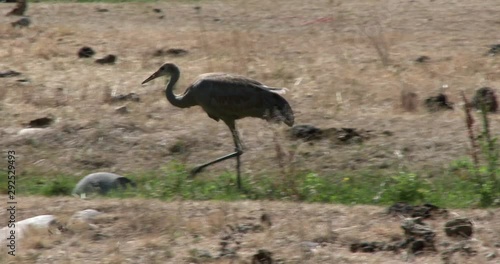 Sand-hill Crane