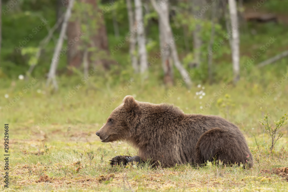 Young Brown bear (Ursus arctos) lying down on a Finnish bog Young Brown bear (Ursus arctos) lying down on a Finnish bog