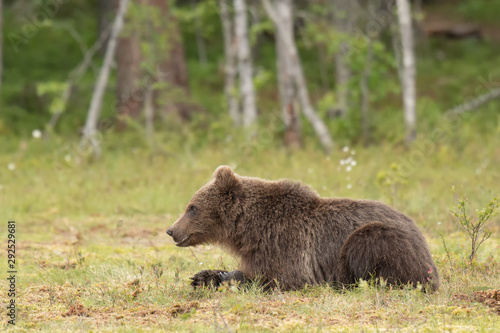 Young Brown bear (Ursus arctos) lying down on a Finnish bog