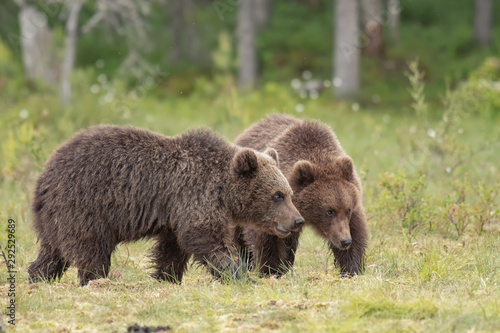Two young Brown bears (Ursus arctos) walking on a Finnish bog on a summer evening