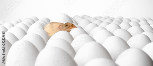 white eggs and one egg hatches chicken