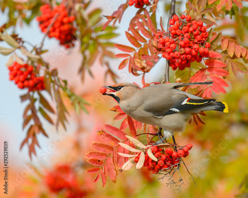 A beautiful Bohemian Waxwing (Bombycilla garrulus) feeding on Rowan tree berries