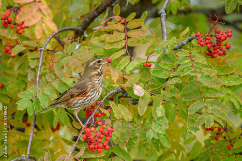 Fotografía A beautiful Redwing (Turdus iliacus) feeding on Rowan tree berries