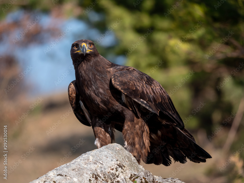 Golden eagle (Aquila chrysaetos) on the rock. Golden eagle portrait. Golden eagle sitting on rock. Golden eagle (Aquila chrysaetos) on the rock. Golden eagle portrait. Golden eagle sitting on rock.