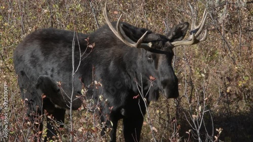 Moose standing on a side hill in the fall