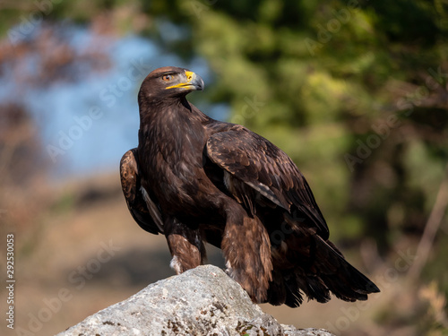 Golden eagle (Aquila chrysaetos) on the rock. Golden eagle portrait. Golden eagle sitting on rock. 