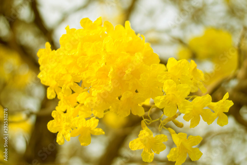yellow flowers in garden