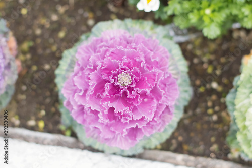 flower in the garden